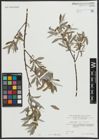 Foto von Salix alba subsp. vitellina (L.) Arcang.